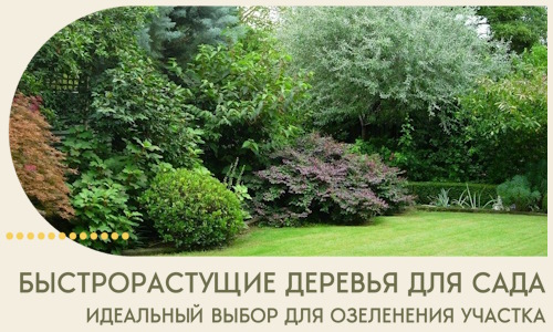 Быстрорастущие деревья для сада идеальный выбор в Урюпинске