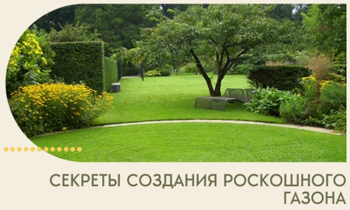 Секреты создания роскошного газона в Урюпинске