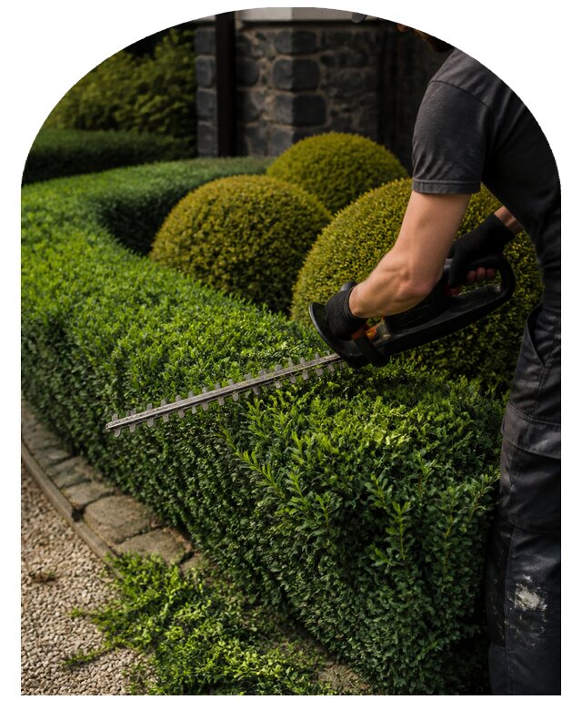 Профессиональная стрижка кустарников на участках в Урюпинске